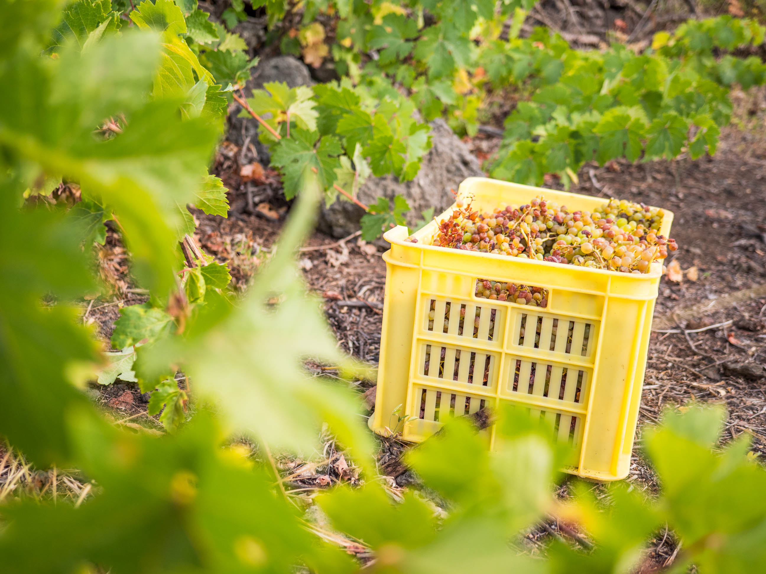 Uva TRATAMIENTOS FITOSANITARIOS. Vinos de El Hierro.