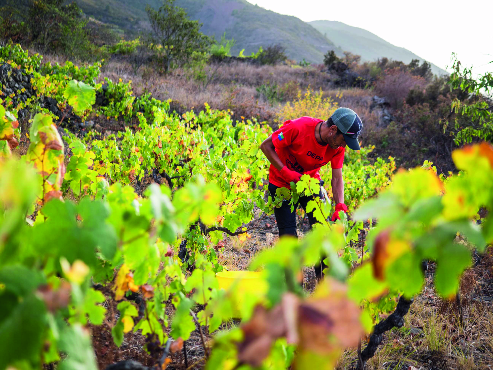 Uva ALZAR. Vinos de El Hierro.