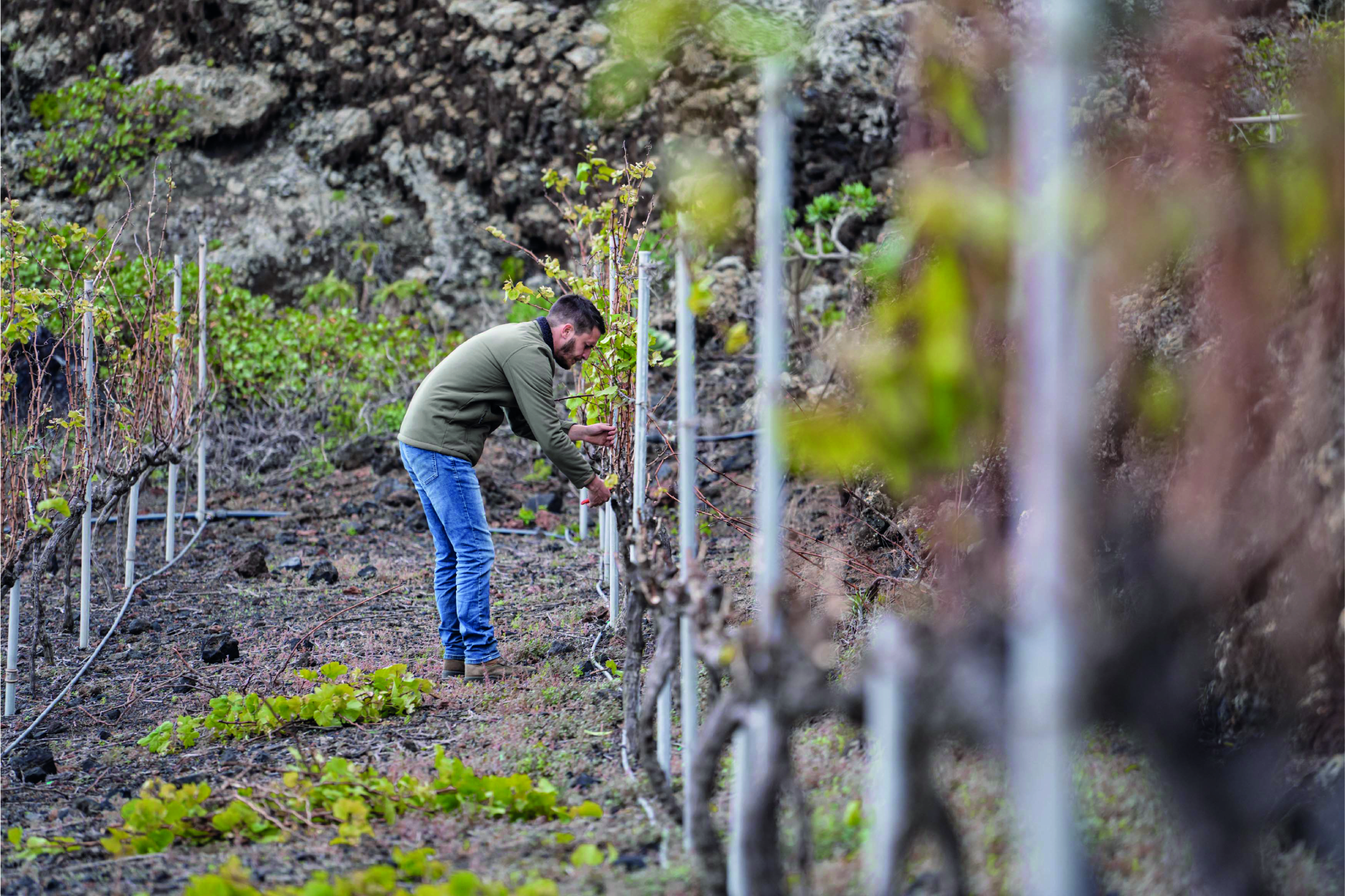 Uva Bremajelo. Vinos de El Hierr