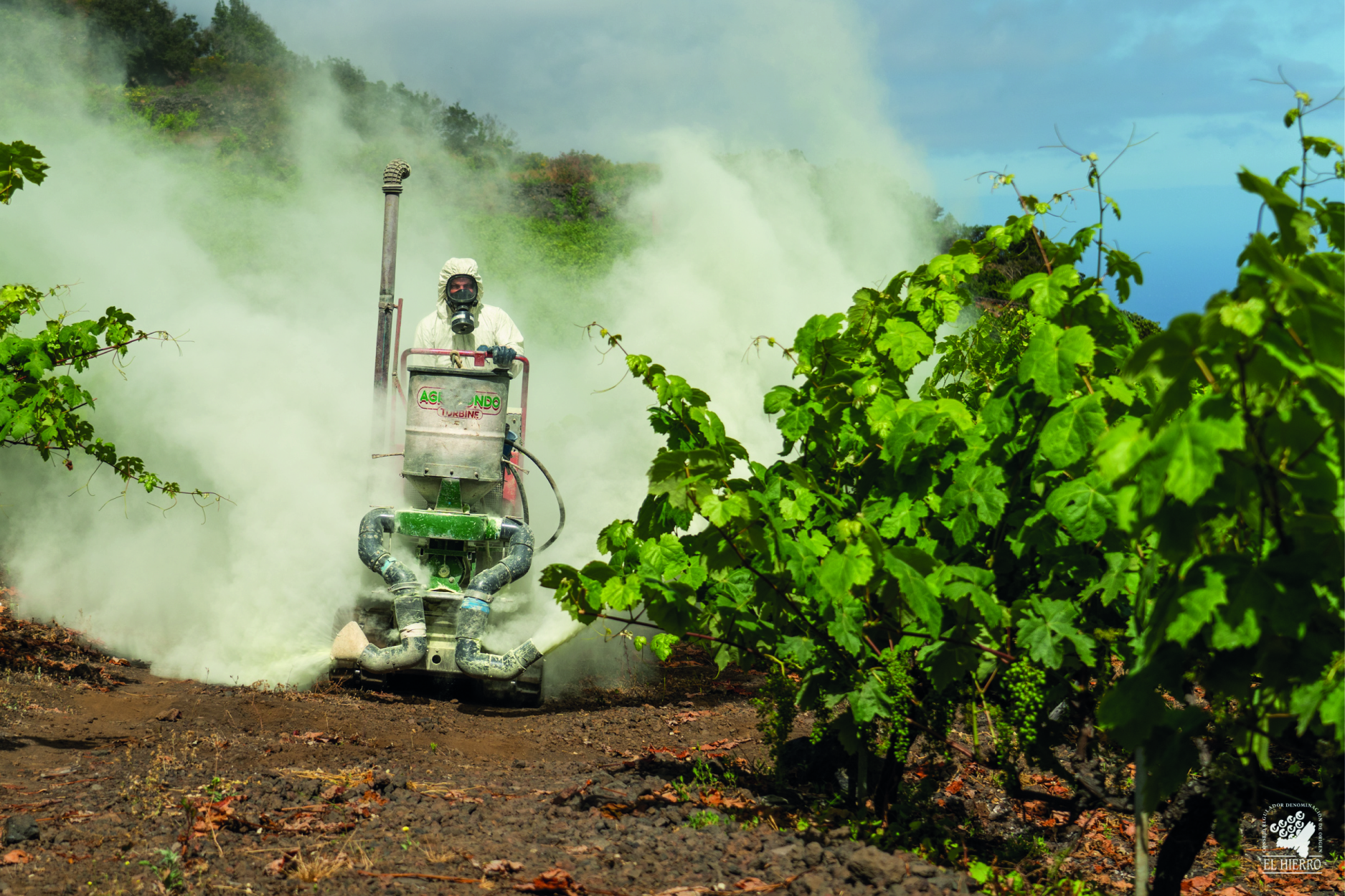 Uva TRATAMIENTOS FITOSANITARIOS. Vinos de El Hierro.