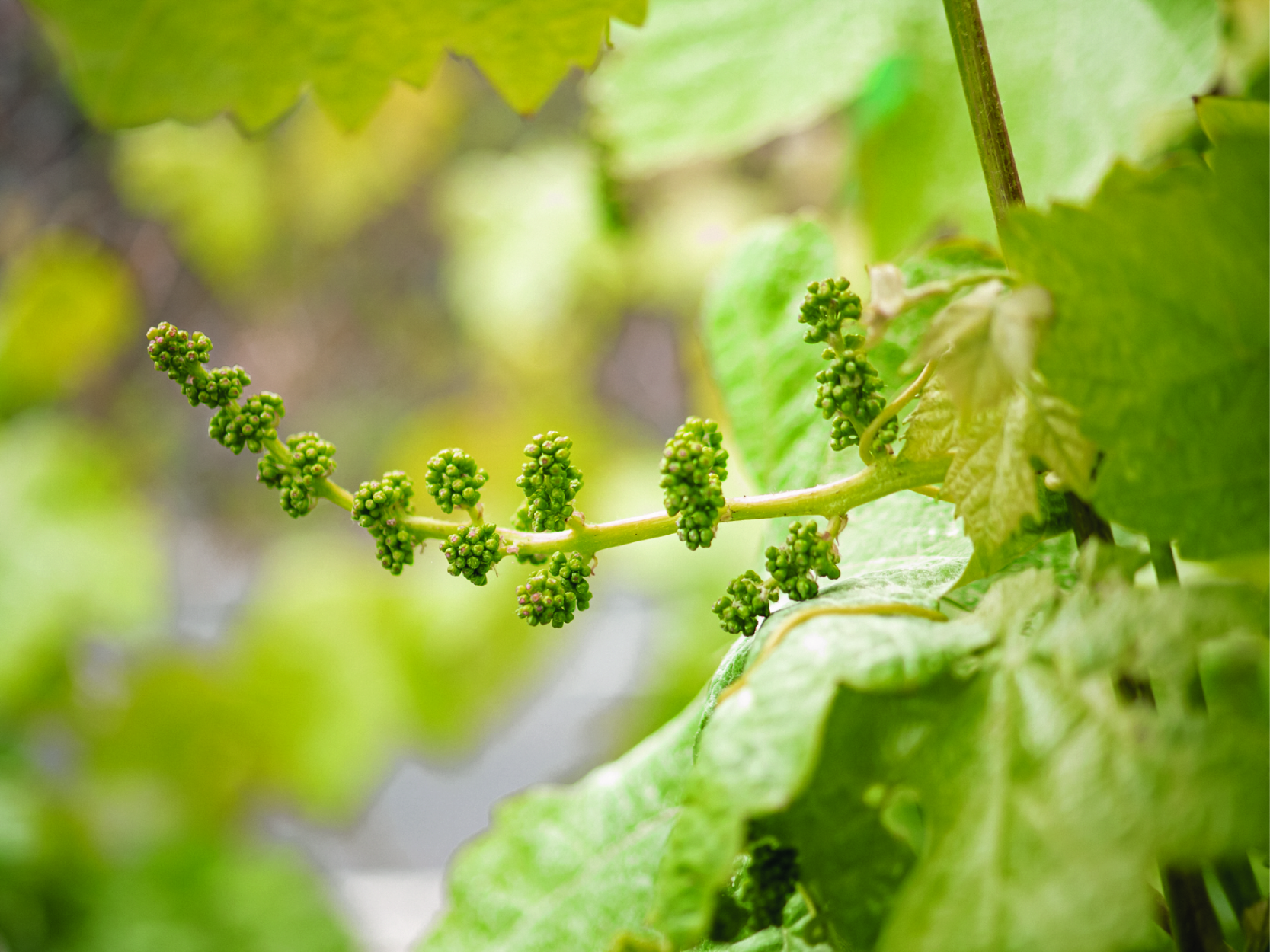 Uva TAPAR. Vinos de El Hierro.