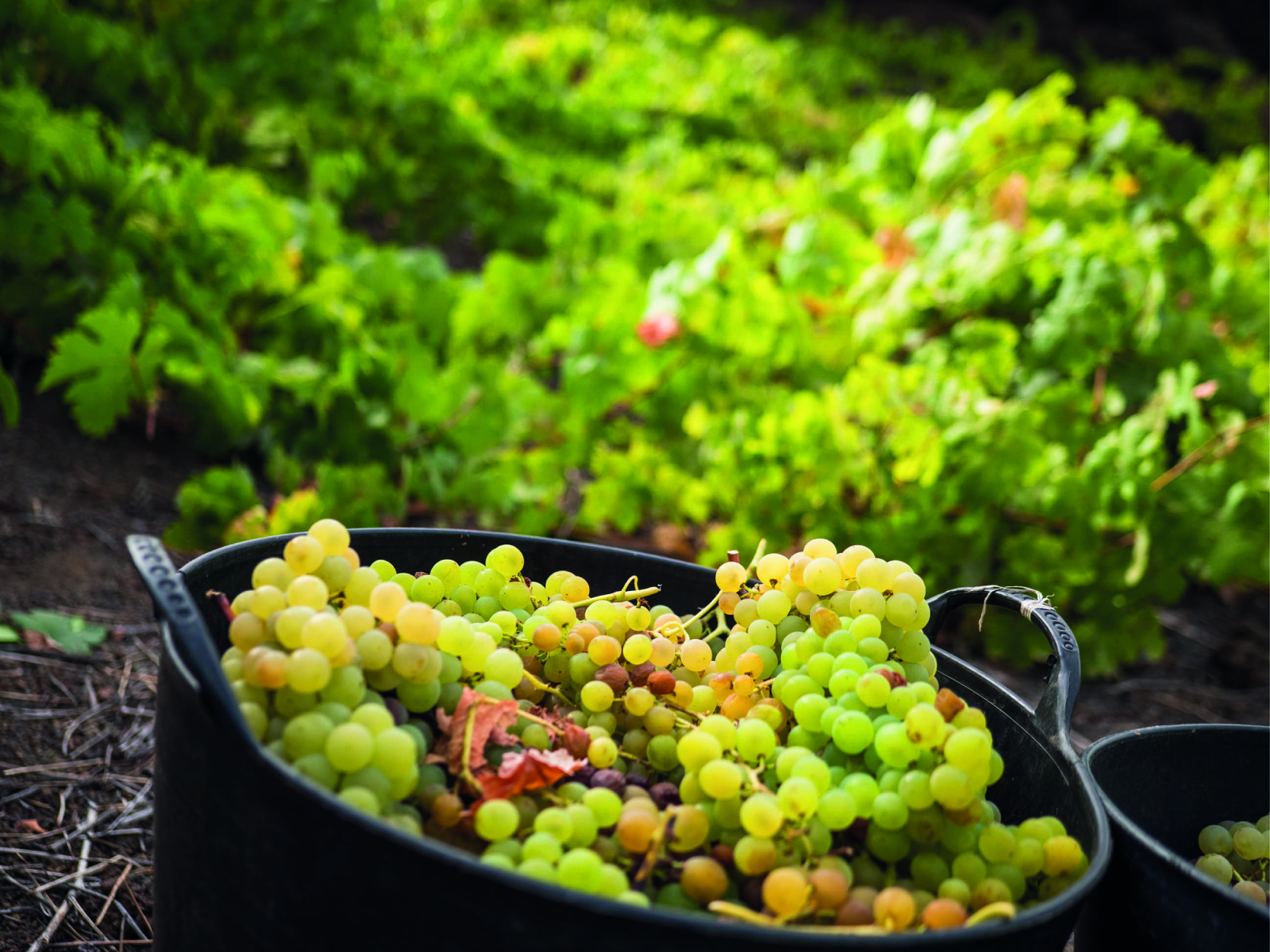 Uva VENDIMIAR. Vinos de El Hierro.