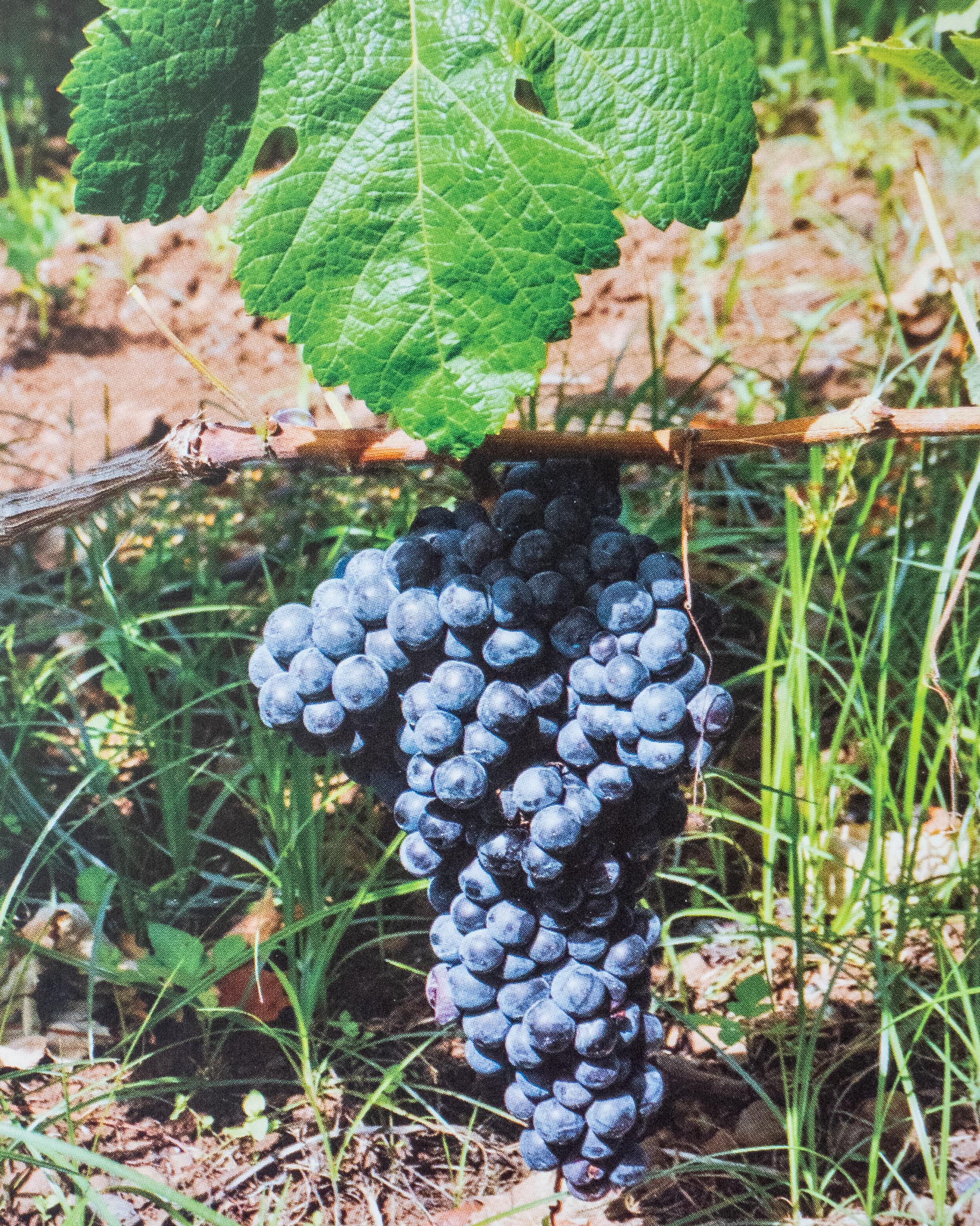 Uva Listán Negro. Vinos de El Hierro.